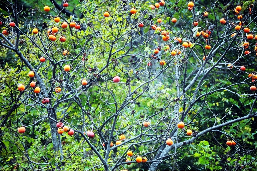 가을,과일,감,단감,홍시,가을풍경,나무,식물,열매,계절,식물,자연,plants,nature,나무,trees,wood,과일,열매,fruit