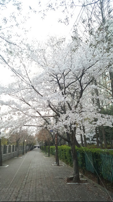 봄꽃,벚나무,벚꽃,봄,산책길