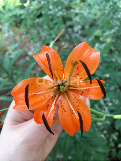 꽃,자연,야생화,식물,산,여름,flower,wildflower,nature,plant,summer,mountain,식물,자연,plants,nature,꽃,flower,사람,인물,인간,human,person,신체일부,몸,body
