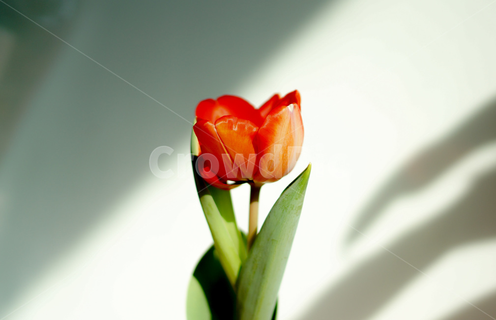 식물,꽃,blossom,plant,flower,튤립,빨간꽃,red,tulip,그림자,shadow,심플,simple,분위기,mood