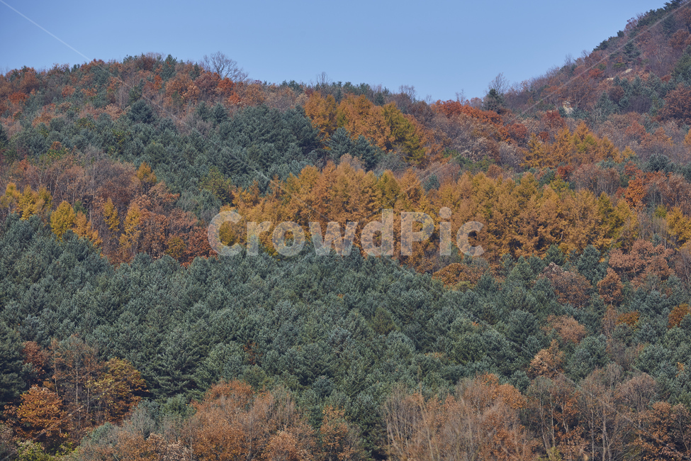 단풍,산,풍경,가을산,가을,tree,나무,plant,식물,전나무,가을,계절,fall,autumn,season,자연,풍경,nature,landscape,conifer,구과 식물,fir