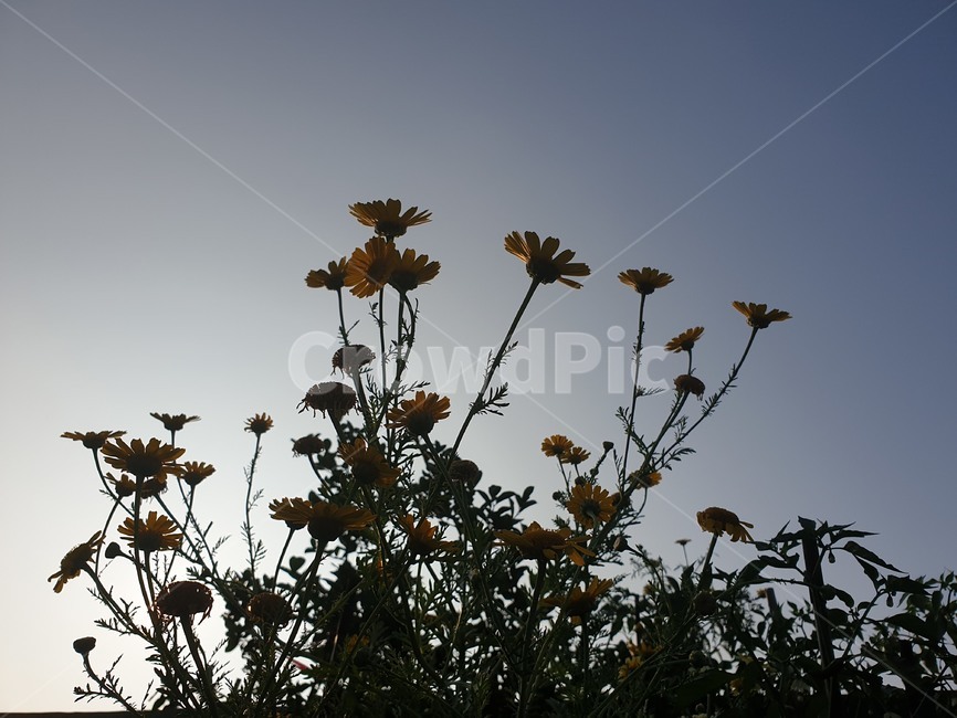 식물,노랑꽃,꽃,하늘,노랑,식물,자연,plants,nature,꽃,flower