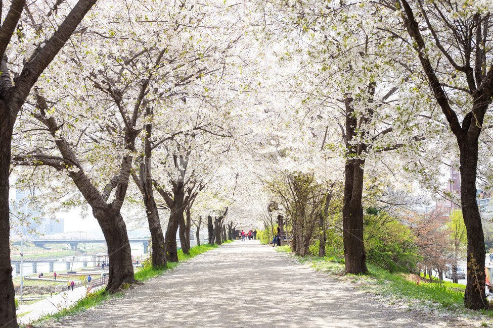 봄,벚꽃,꽃,꽃길,벚꽃길,벚꽃터널,나무,자연,풍경,nature,landscape