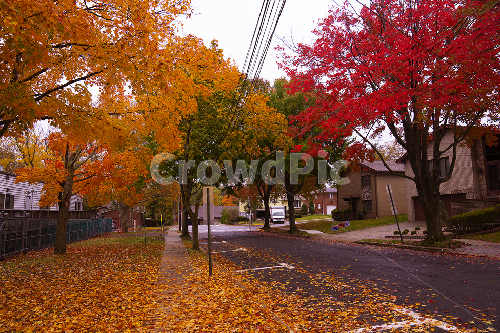 tree,leaf,잎,나무,maple,plant,식물,단풍,가을,계절,fall,autumn,season