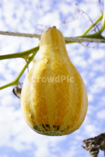 박,식물,하늘,노란색,plants,gourd,yellow,식물,자연,plants,nature,과일,열매,fruit