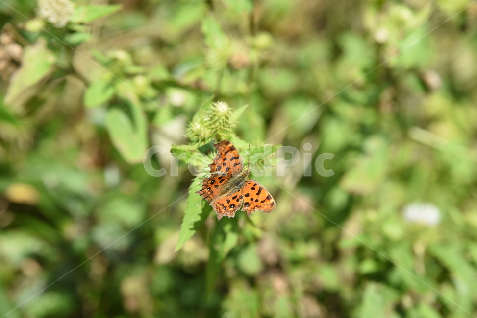 nature,나비,자연,장안산,산,곤충,곤충,벌레,insect,bug