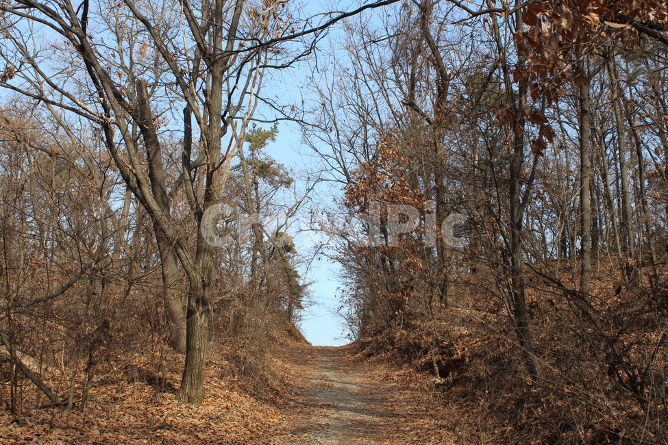 나무,tree,outdoors,옥외,road,도로,ground