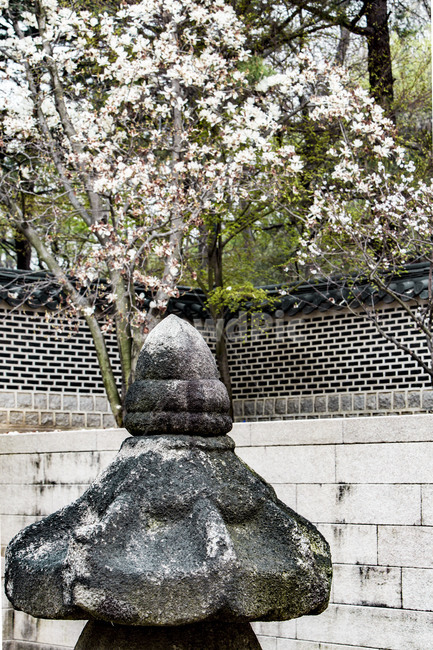 목련,개화,만개,호암미술관,석등,정원,기와담장,관광지,한국전통,한국문화,korean traditional,korean culture
