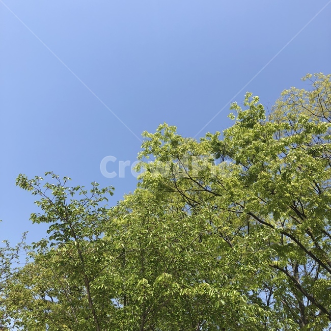 하늘,풍경,푸르른,초록,쾌청,자연,풍경,nature,landscape