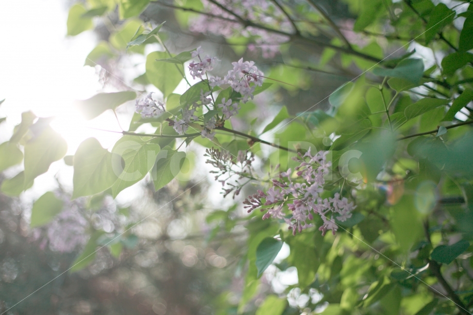 봄,꽃,봄꽃,식물,꽃나무,햇볕,햇빛,식물,자연,plants,nature,봄,계절,spring,season,꽃,flower,plant,blossom
