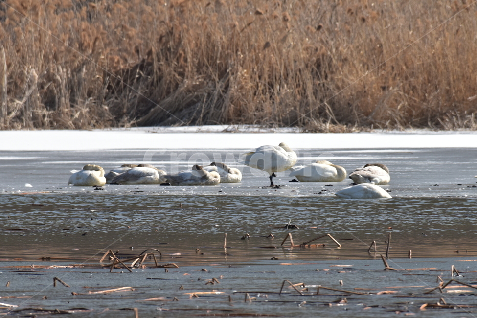 고니,tundraswan,겨울철새,보호새,야생조류,백조,swan,대형물새,오리과,천아,큰고니,겨울,계절,winter,season,동물,animal,조류,새,birds