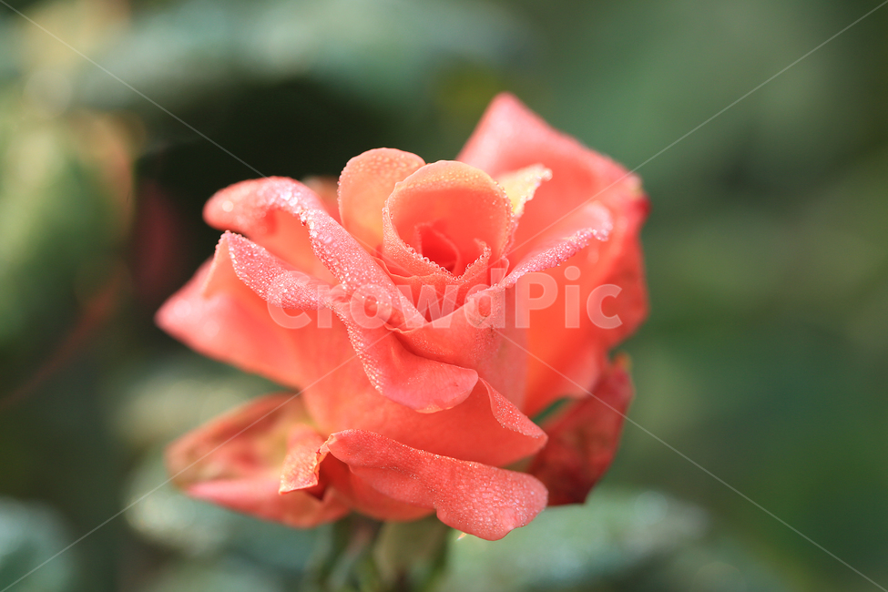 장미,이슬,꽃,rose,dew,flower,식물,자연,plants,nature,꽃,flower,감성,sensible,feeling,색깔,색상,색채,색감,color sense,color sensitivity,feeling of color
