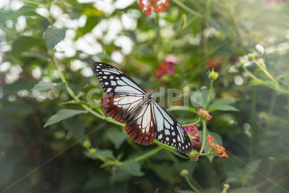 나비,곤충,이화원,식물원,버터플라이,butterfly,동물,animal,곤충,벌레,insect,bug