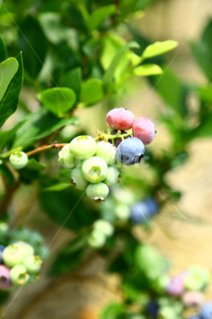 블루베리,베리,과일,나무,식품,농장,과수원,묘목,과수,blueberry,berry,fruit,tree,food,farm,orchard,seedling,fruittree,식물,자연,plants,nature,과일,열매,fruit
