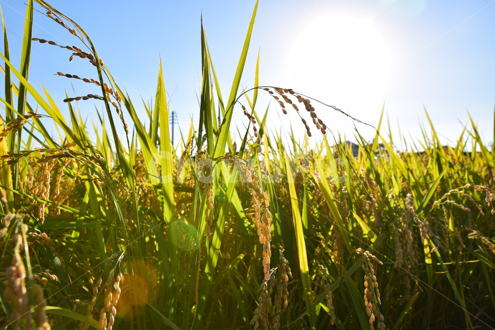 담양,가을,벼,황금빛,하늘,sky,가을,계절,fall,autumn,season,농업,농사,agriculture,farming,farming industry,grass,잔디,plant,식물