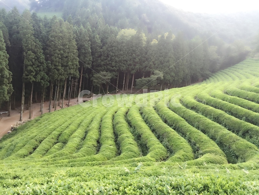 보성녹차밭,보성,녹차,녹차밭안개,녹차밭4월,자연,풍경,nature,landscape,outdoors,옥외,field,들