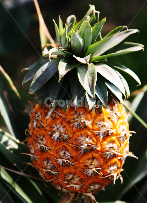파인애플,과일,국산,pineapple,fruit,food,korea,새콤달콤,과일,열매,fruit