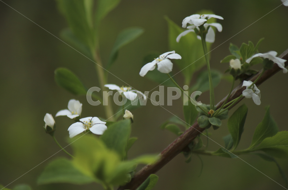 plant,식물,flower,blossom,꽃,white,흰꽃,하얀,whiteflower,하얀꽃,흰,봄,spring,봄꽃,식물,자연,plants,nature,꽃,flower