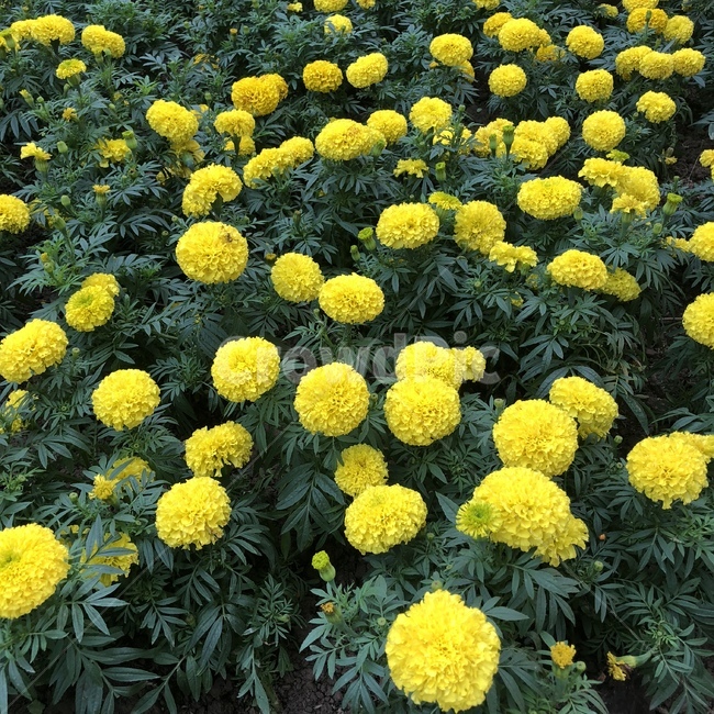 노란색,초록색,민들레,꽃,꽃밭,식물,자연,plants,nature,꽃,flower