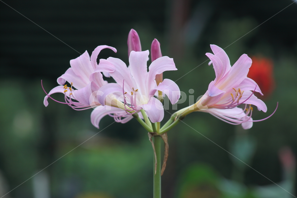 상사화,개난초,lycorissquamigera,magiclily,flower