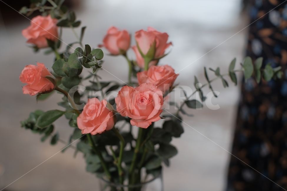장미,꽃,인테리어,식물,분홍장미,식물,자연,plants,nature,꽃,flower,감성,sensible,feeling