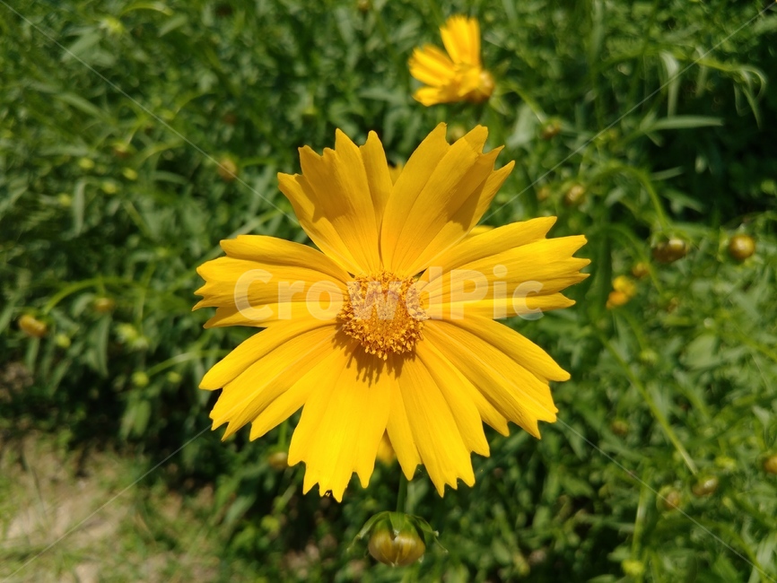 꽃,flower,코스모스,cosmos,금계국,노란꽃,yellowflower