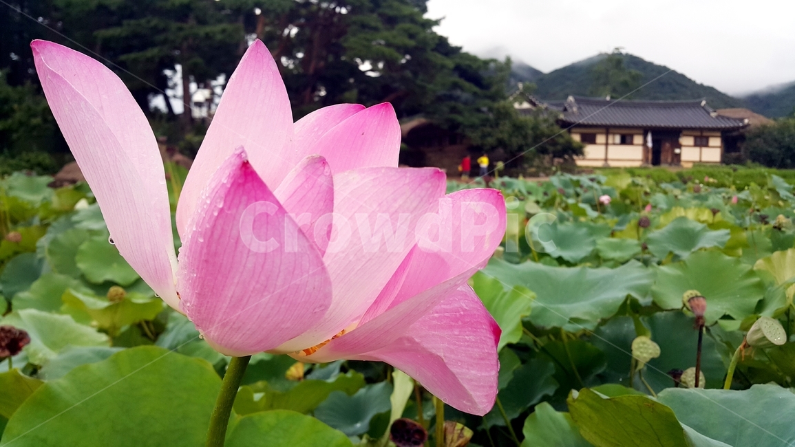 plant,식물,flower,blossom,꽃,연꽃,관광지,전통과옥,마을