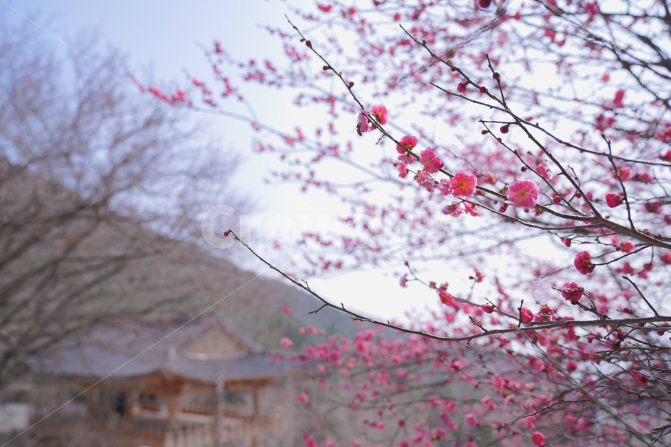 홍매화,매화,꽃,봄,봄꽃,나들이,붉은매화,빨간매화,순천,금둔사,봄,계절,spring,season,식물,자연,plants,nature,꽃,flower,plant,blossom