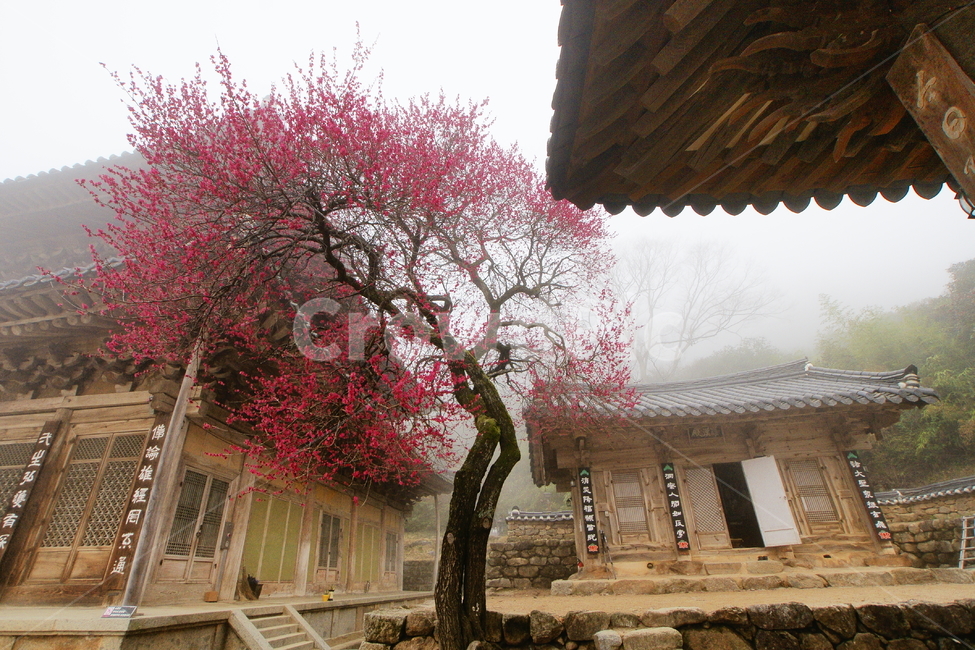 사찰,화엄사,구례,홍매화,봄