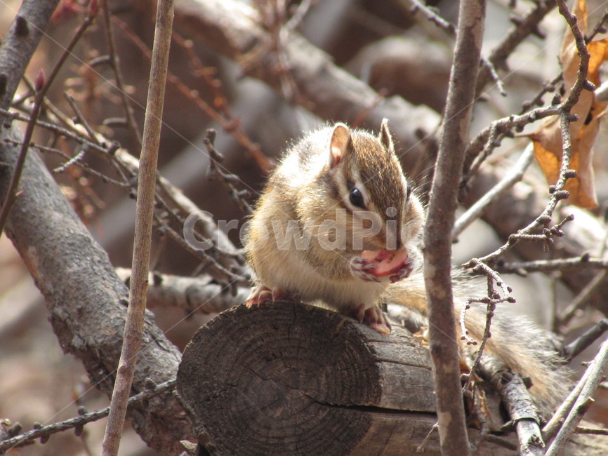 다람쥐,산,동물,먹이,열매,squirrel,chipmunk,동물,animal,포유류,mammal