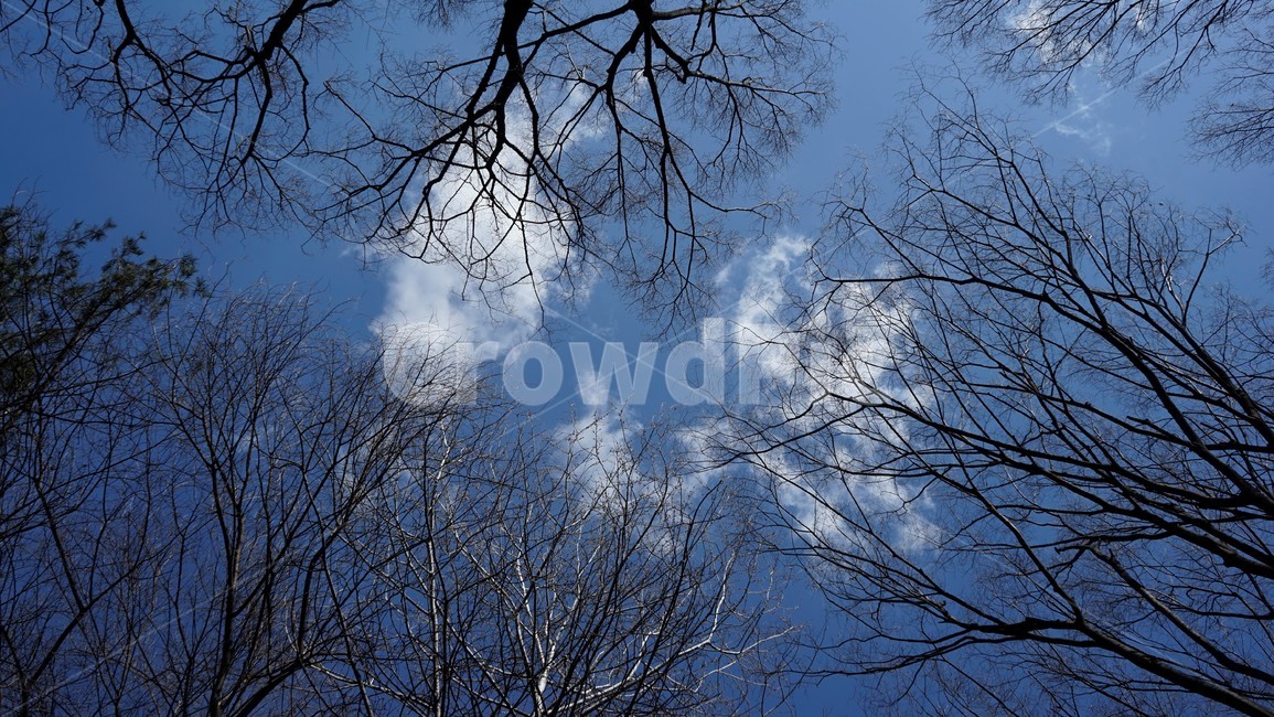 나무,겨울,자연,하늘,파란하늘,계절,나무가지,tree,sky,nature,winter,bluesky,branch,season,solitary,외로움,추위,꽃샘추위,숲,미세먼지없는,실루엣,하늘배경,가지,식물,마른잎,분위기,감성,겨울나무,쓸쓸함,고요,나뭇가지,풍경,겨울,계절,winter,season,식물,자연,plants,nature,나무,trees,wood