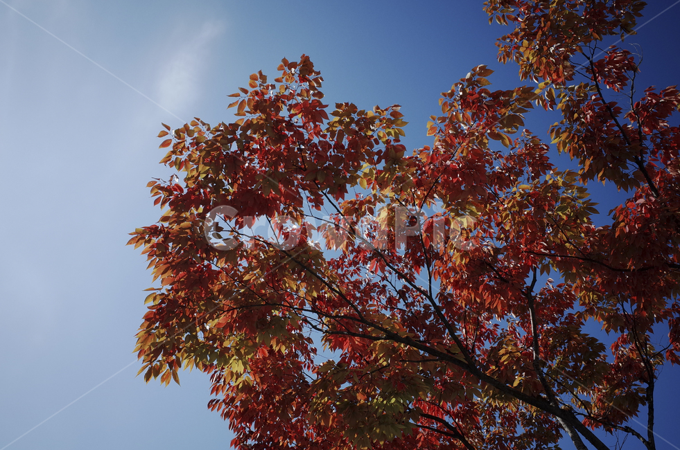 nature,자연,sky,하늘,blue,파란,푸른,파란하늘,푸른하늘,plant,식물,leaf,잎,tree,나무,maple,단풍,가을,가을단풍,red
