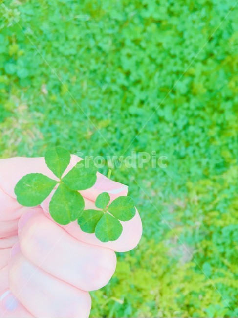 plant,식물,leaf,잎,클로버,네잎클로버,행운,clover,lucky,fortune,fourleafclover,green,녹색,푸른색,색감,color,식물,자연,plants,nature