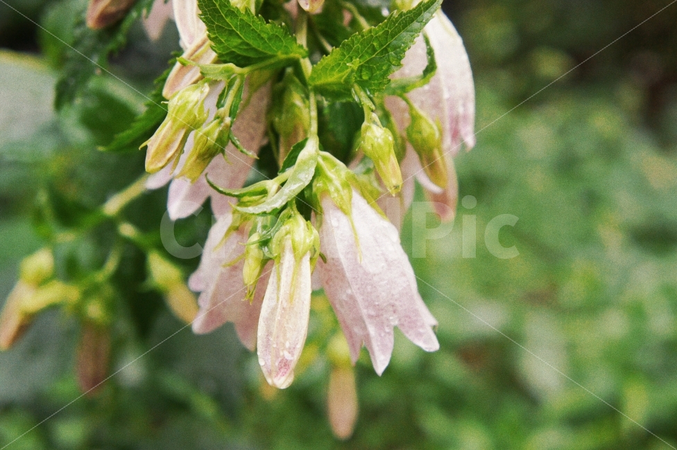 꽃,초록,자연,풍경,식물,landscape,green,flowers,nature,비,비오는날,rain,rainy,식물,자연,plants,nature,꽃,flower,감성,sensible,feeling