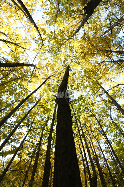 가을,은행나무,서울숲공원,나무,노랑,fall,tree,prak,yellow,ginkgo,가을,계절,fall,autumn,season,식물,자연,plants,nature,나무,trees,wood,plant