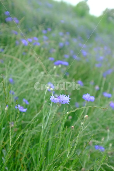 blossom,꽃,flower,식물,수레국화,독일국화,들꽃,꽃밭