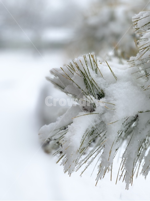 소나무,솔,눈,겨울,계절,눈쌓임,나뭇잎,winter,tree,겨울,계절,winter,season