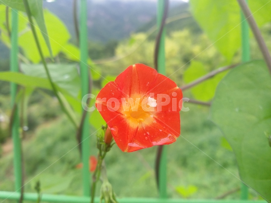 꽃,식물,flower,plant,자연,식물,자연,plants,nature