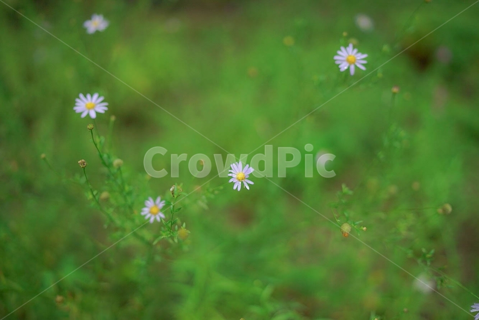풀꽃,잡초,풀,꽃,초록,식물,식물,자연,plants,nature,꽃,flower,감성,sensible,feeling