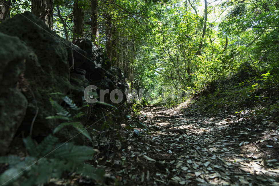 숲길,제주도숲길,제주도,고살리숲길,숲,나무,돌,현무암,나뭇잎,nature,자연,forest,tree,제주자연,삼림