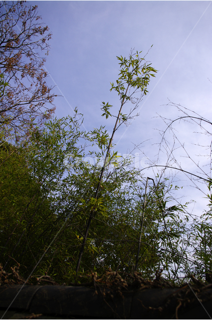 나무,하늘,식물,plants,nature,대나무,오죽,자연,풍경,nature,landscape