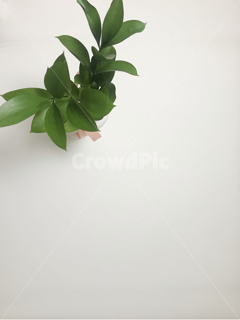 식물,화초,꽃병,실내화초,plant