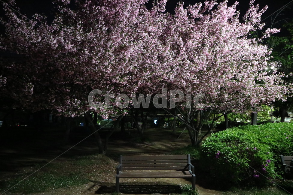 서울,올림픽공원,밤,산책,풍경,꽃,벚꽃,봄,계절,spring,season,자연,풍경,nature,landscape,plant,식물,bench,벤치,furniture,가구
