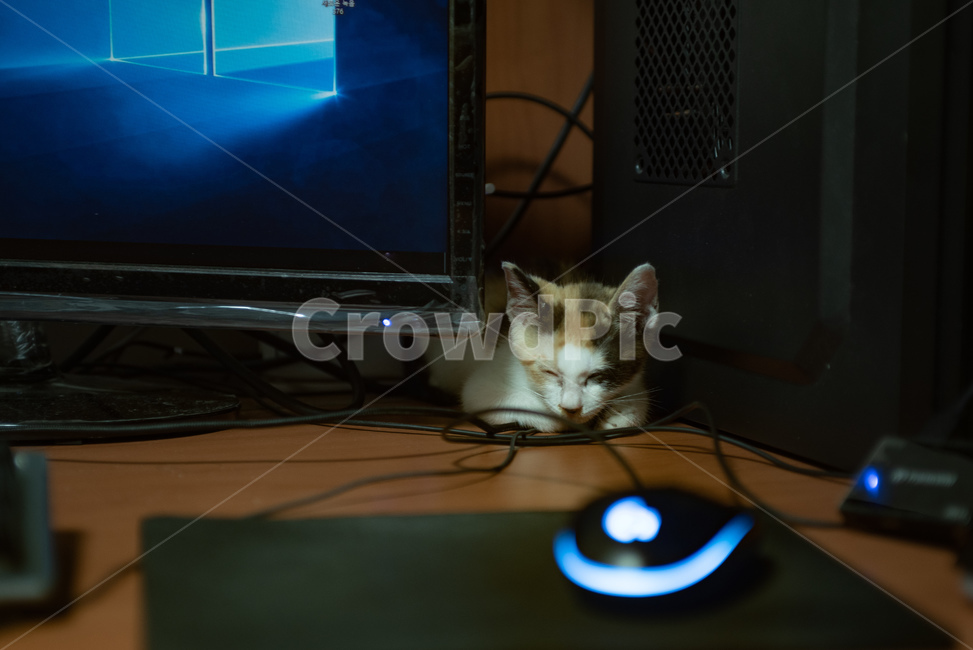 고양이,반려동물,냥이,냥,애완동물,반려묘,동물,코리안숏헤어,코숏,믹스냥,새끼고양이,아깽이,집사,애묘,묘,귀여운,포유류,삼색이,삼색고양이,kitten,cat,animals,baby,cute,animal,kitty,mammal