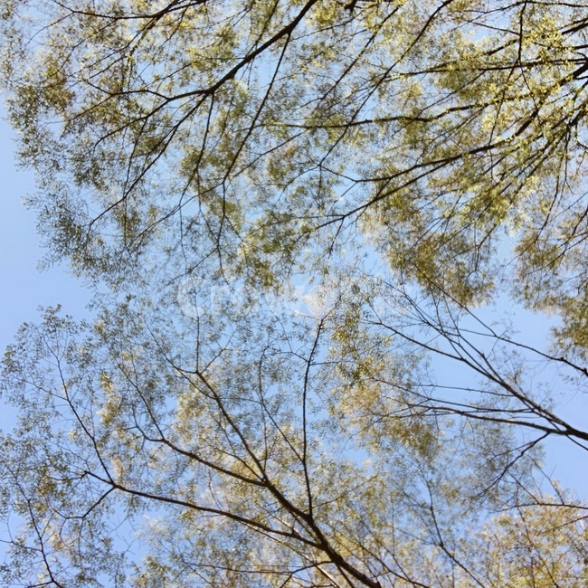 꽃,나무,식물,하늘,봄