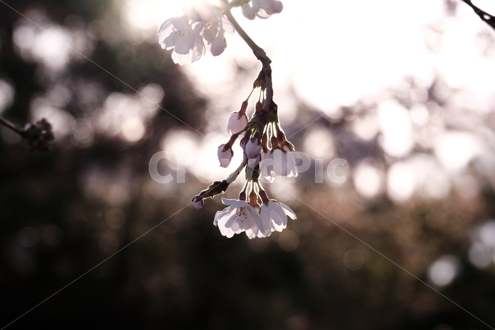 벚꽃,봄꽃,cherryblossom,flower,spring,봄하늘,하늘,봄,계절,spring,season,식물,자연,plants,nature,꽃,flower,plant,blossom