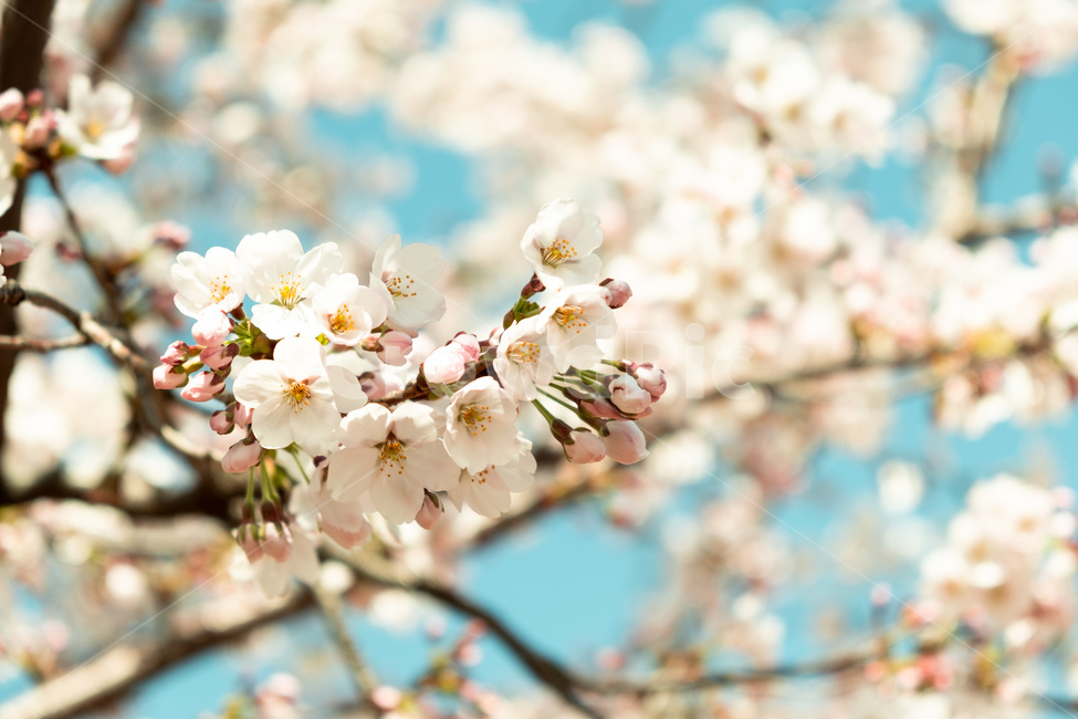 봄,벚꽃,벚꽃나무,꽃,flower,cherryblossom,spring,자연,감성사진,봄,계절,spring,season,plant,식물,blossom