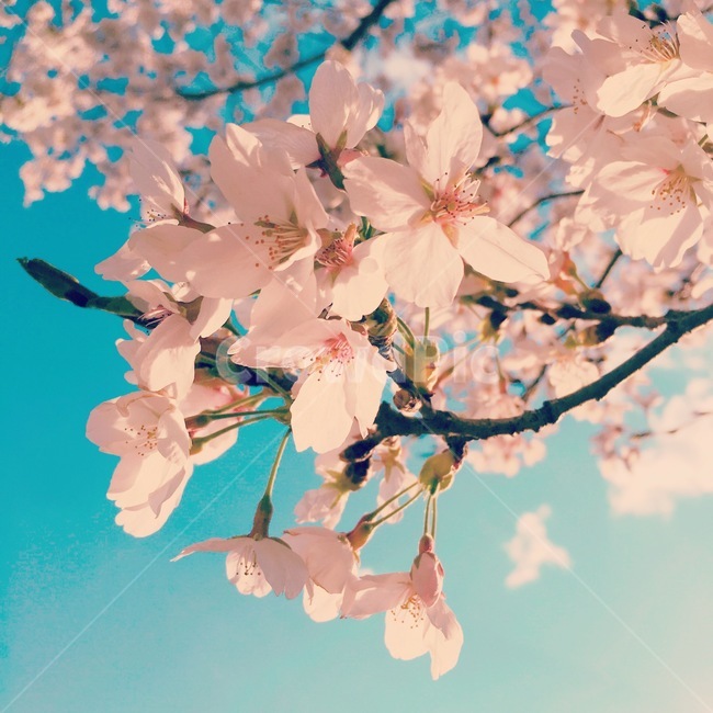 벚꽃,식물,꽃,flower,blossom,plant,봄,spring,cherryblossom,직찍,화사함,봄날,분홍,분홍색,따듯함,배경,자연배경,하늘,푸른하늘,아름다움,예쁨,아련함,봄,계절,spring,season,cherry blossom