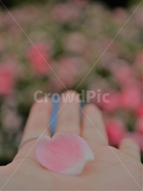 꽃잎,봄,장미,감성사진,분홍,올림픽파크,장미원,비,꽃,핑크,식물,자연,plants,nature,꽃,flower,사람,인물,인간,human,person,감성,sensible,feeling,연출,컨셉,콘셉,direction,concept