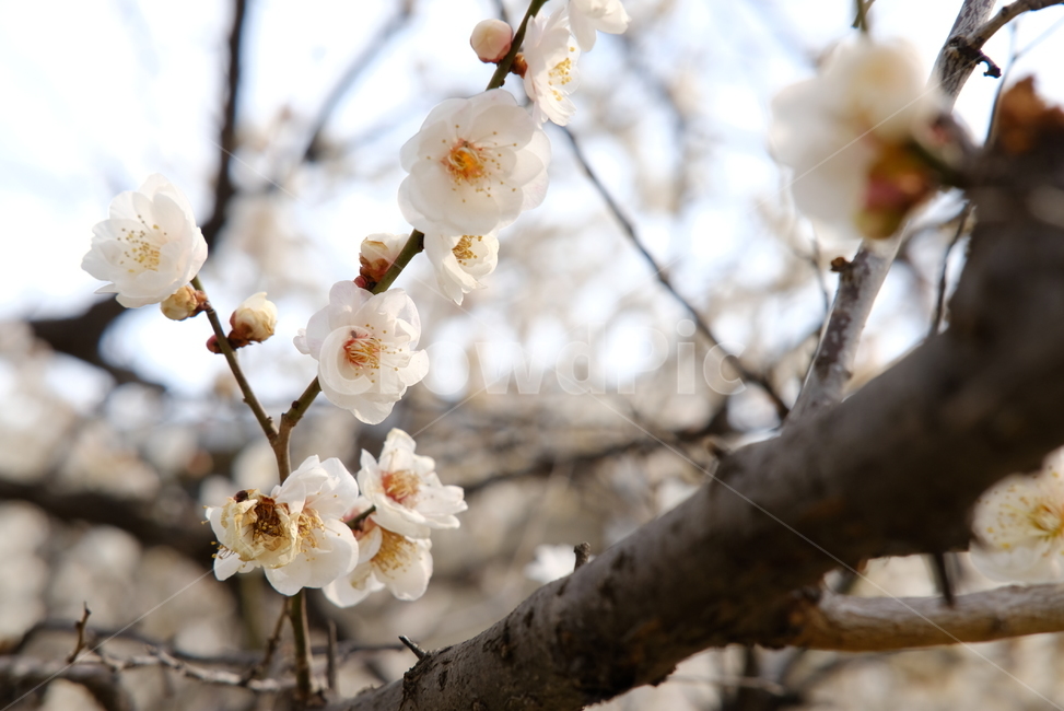 봄,봄꽃,꽃,매화,벚꽃,나들이,배경,배경화면,flower,flowers,spring,봄,계절,spring,season,plant,식물,blossom